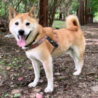 Natsume\'s stay at the shelter has helped him come out of his shell, but it\'s time for him to move on. | KANA MATSUTANI
