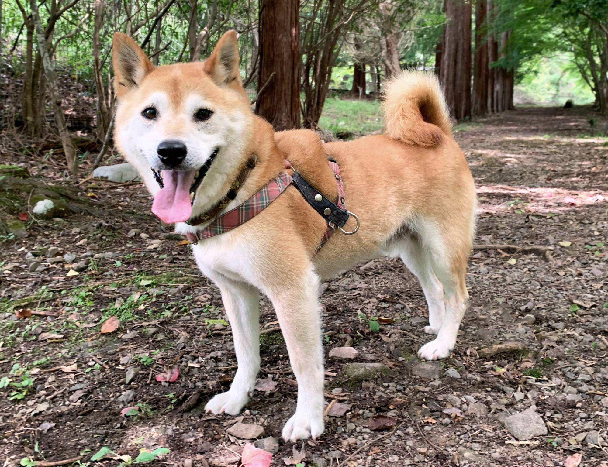 Natsume's stay at the shelter has helped him come out of his shell, but it's time for him to move on. | KANA MATSUTANI 