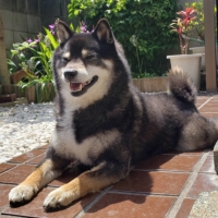 Happy and healthy Ocho would do best in a home with no other dogs. | NIGEL BLEASDALE
