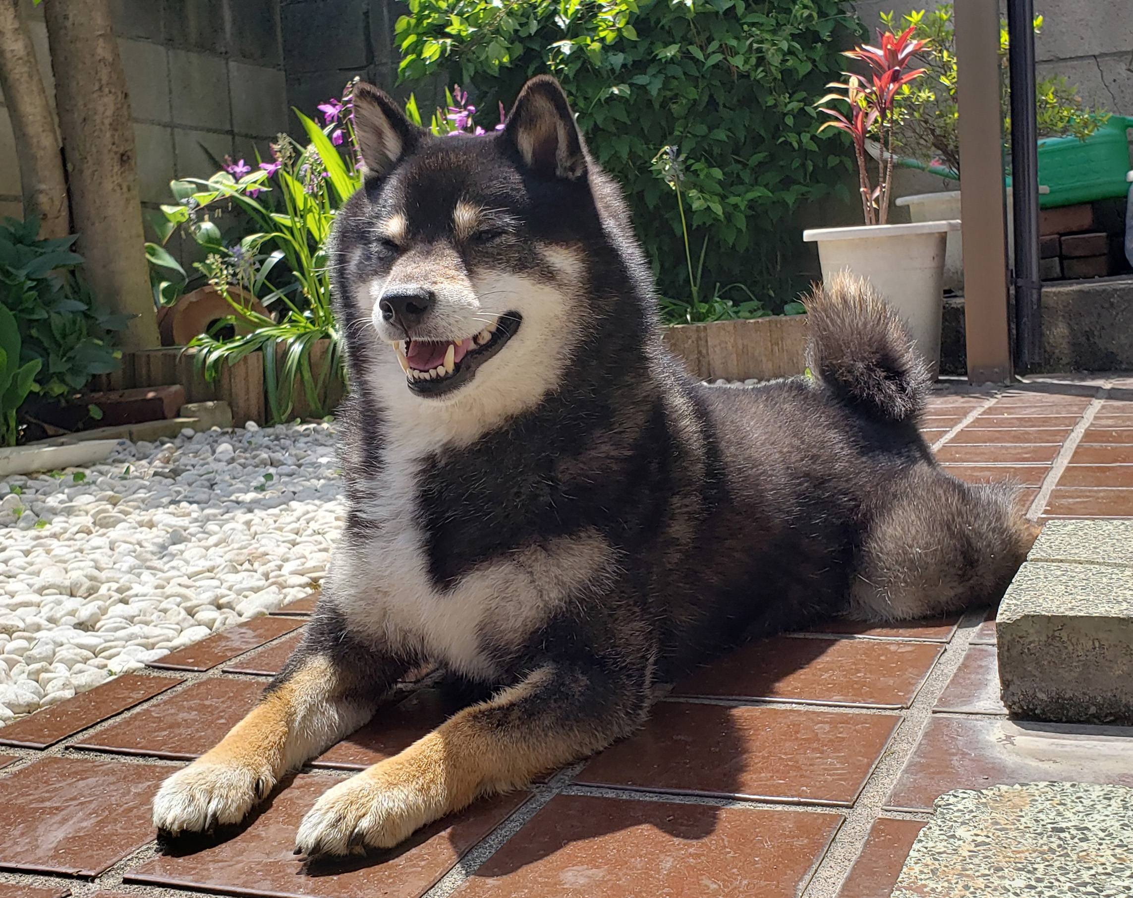 Happy and healthy Ocho would do best in a home with no other dogs. | NIGEL BLEASDALE 