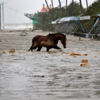 A horse crosses a water-logged road after rains ahead of Cyclone Yaas at Digha in Purba Medinipur district in the eastern state of West Bengal, India, on May 26. | REUTERS