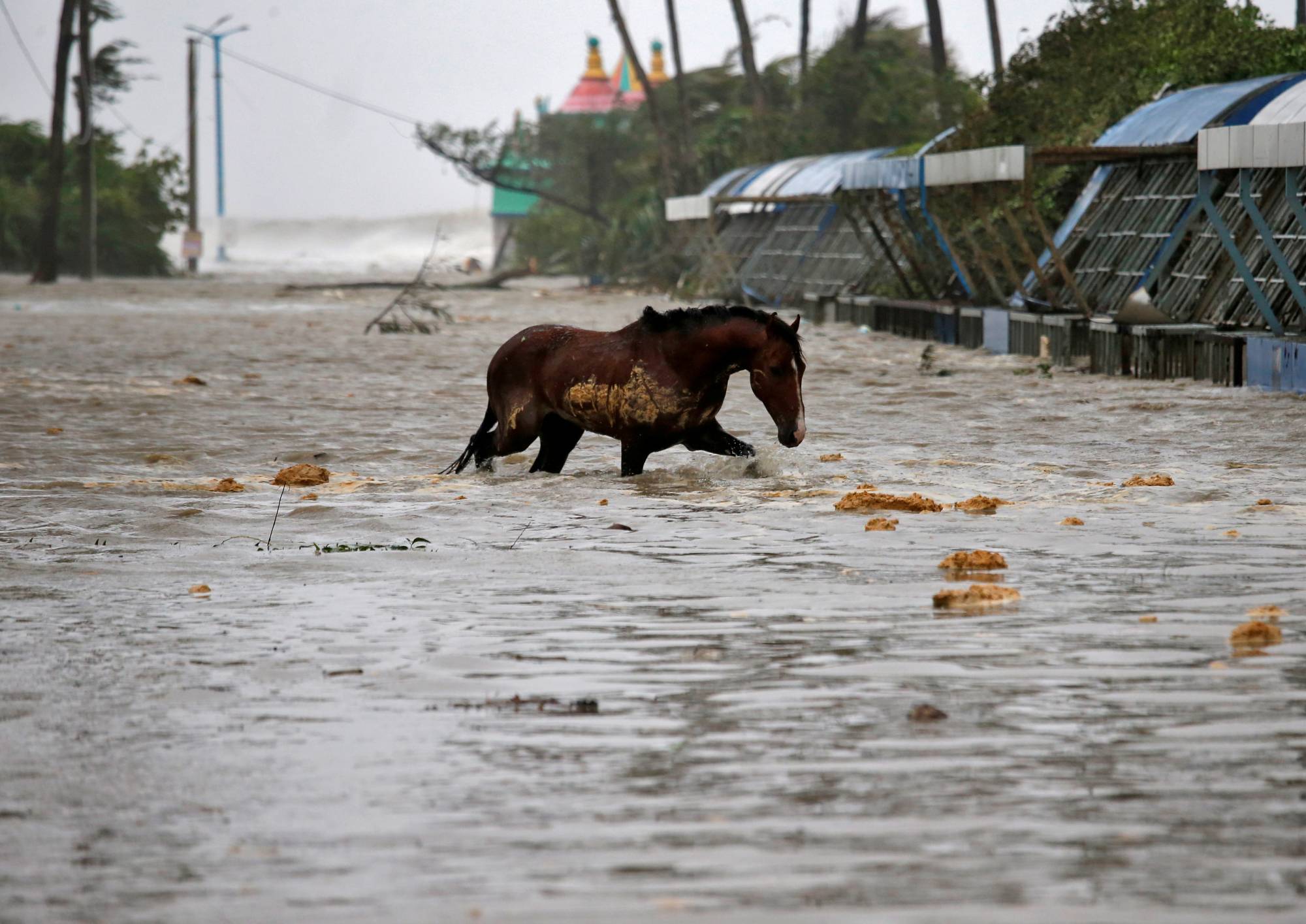 A horse crosses a water-logged road after rains ahead of Cyclone Yaas at Digha in Purba Medinipur district in the eastern state of West Bengal, India, on May 26. | Reuters