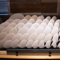 Argonaut shells that can be found on the beach | HOKKAIDO SHIMBUN
