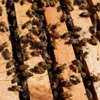 European honey bees sit on a frame from a bee hive in Sao Roque, Sao Paulo state, Brazil, on Wednesday, July, 3, 2019.  | BLOOMBERG

