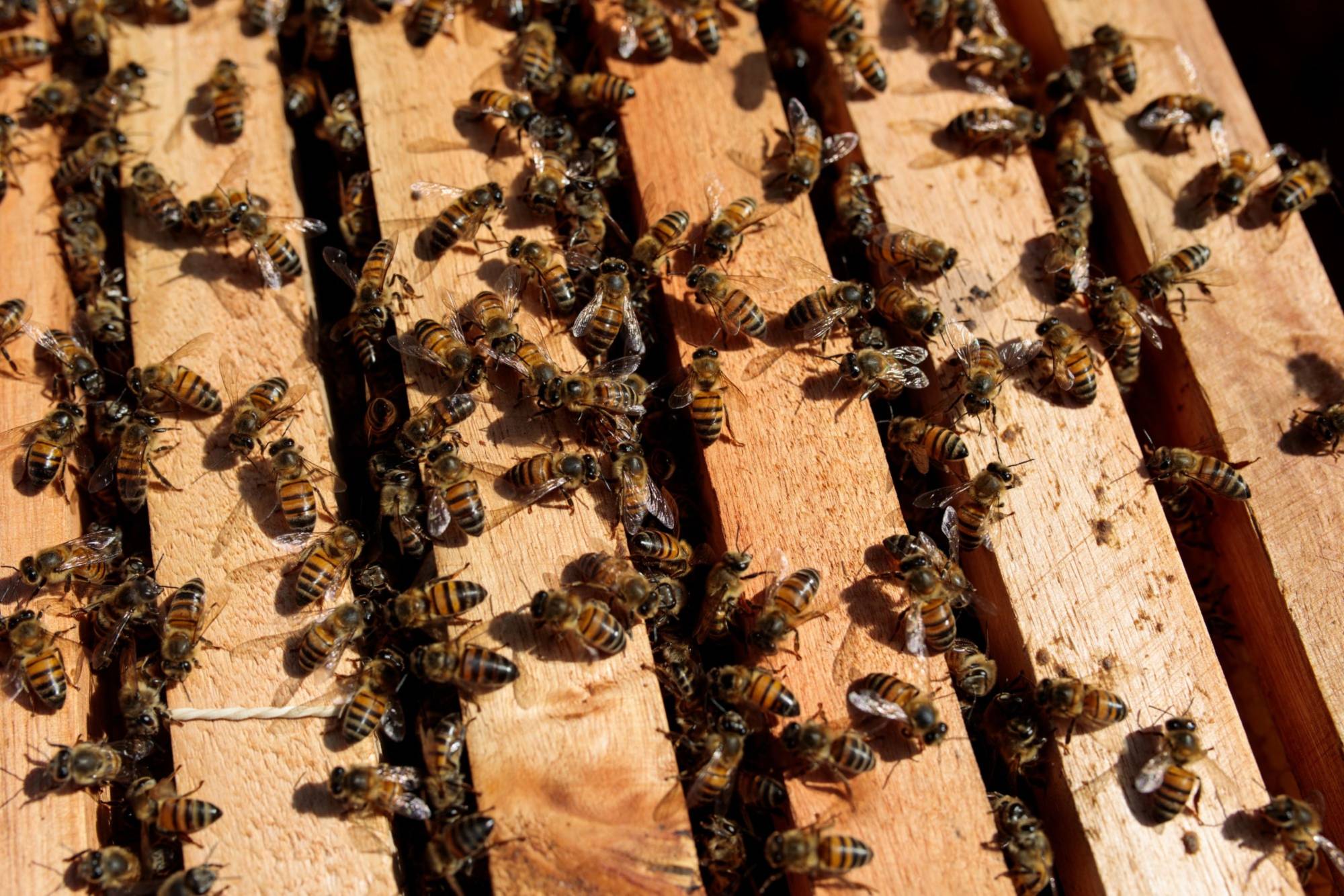 European honey bees sit on a frame from a bee hive in Sao Roque, Sao Paulo state, Brazil, on Wednesday, July, 3, 2019.  | BLOOMBERG