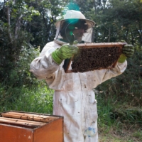 A worker inspects a frame from a bee hive of European honey bees in Sao Roque, Sao Paulo state, Brazil, on Wednesday, July, 3, 2019. Around half a billion bees died in four of Brazil\'s southern states in the year\'s first months.  | BLOOMBERG