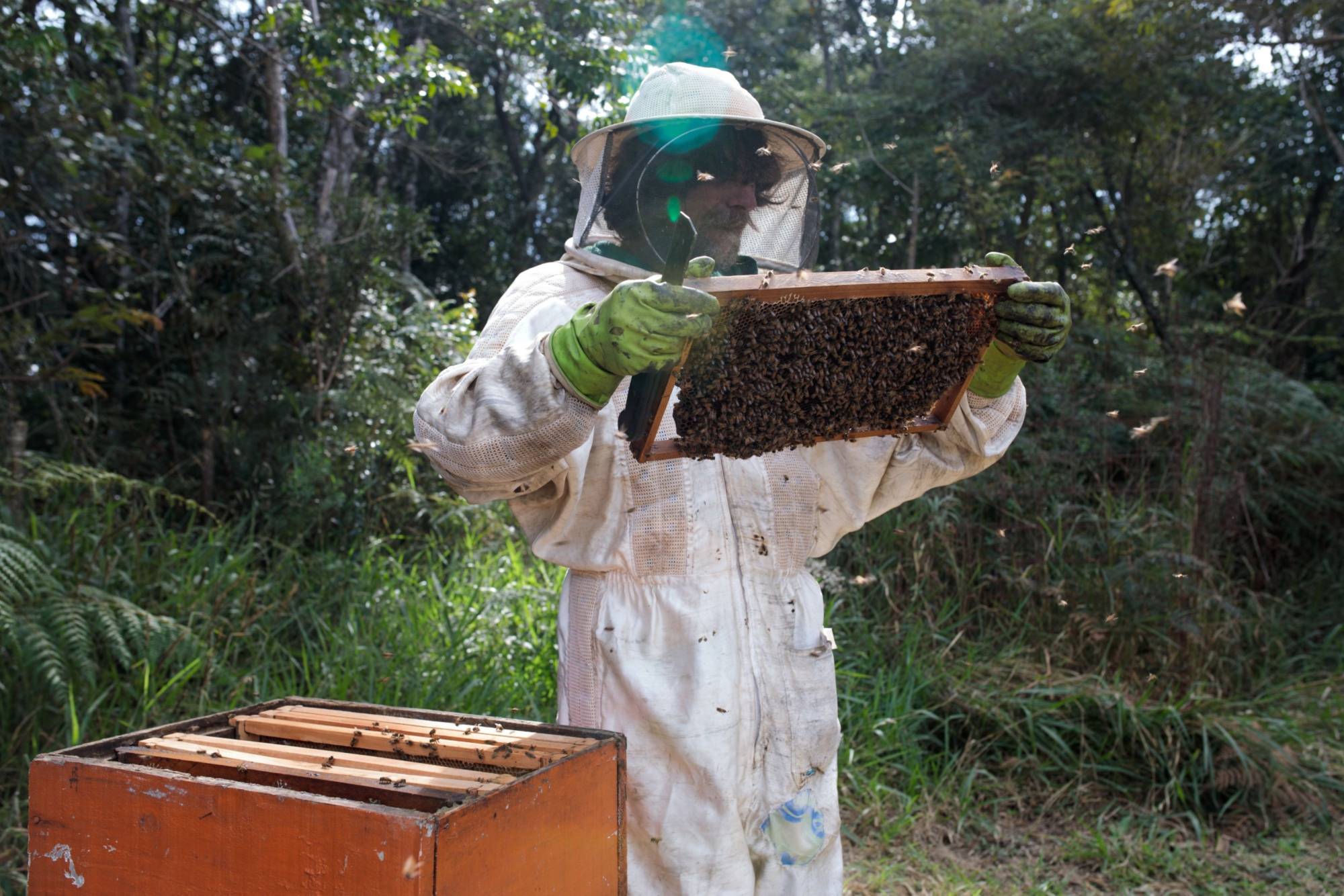A worker inspects a frame from a bee hive of European honey bees in Sao Roque, Sao Paulo state, Brazil, on Wednesday, July, 3, 2019. Around half a billion bees died in four of Brazil's southern states in the year's first months. | Bloomberg