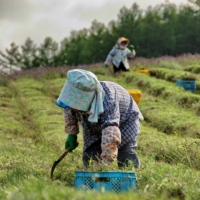 Photo: Japan\'s rural populations are in decline, threatening the future of foraging culture. | ISTOCK