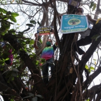 Activists hold placards as they stand on the branches of a 300 years old banyan tree to protest against its cutting, in Mumbai on Thursday. | REUTERS