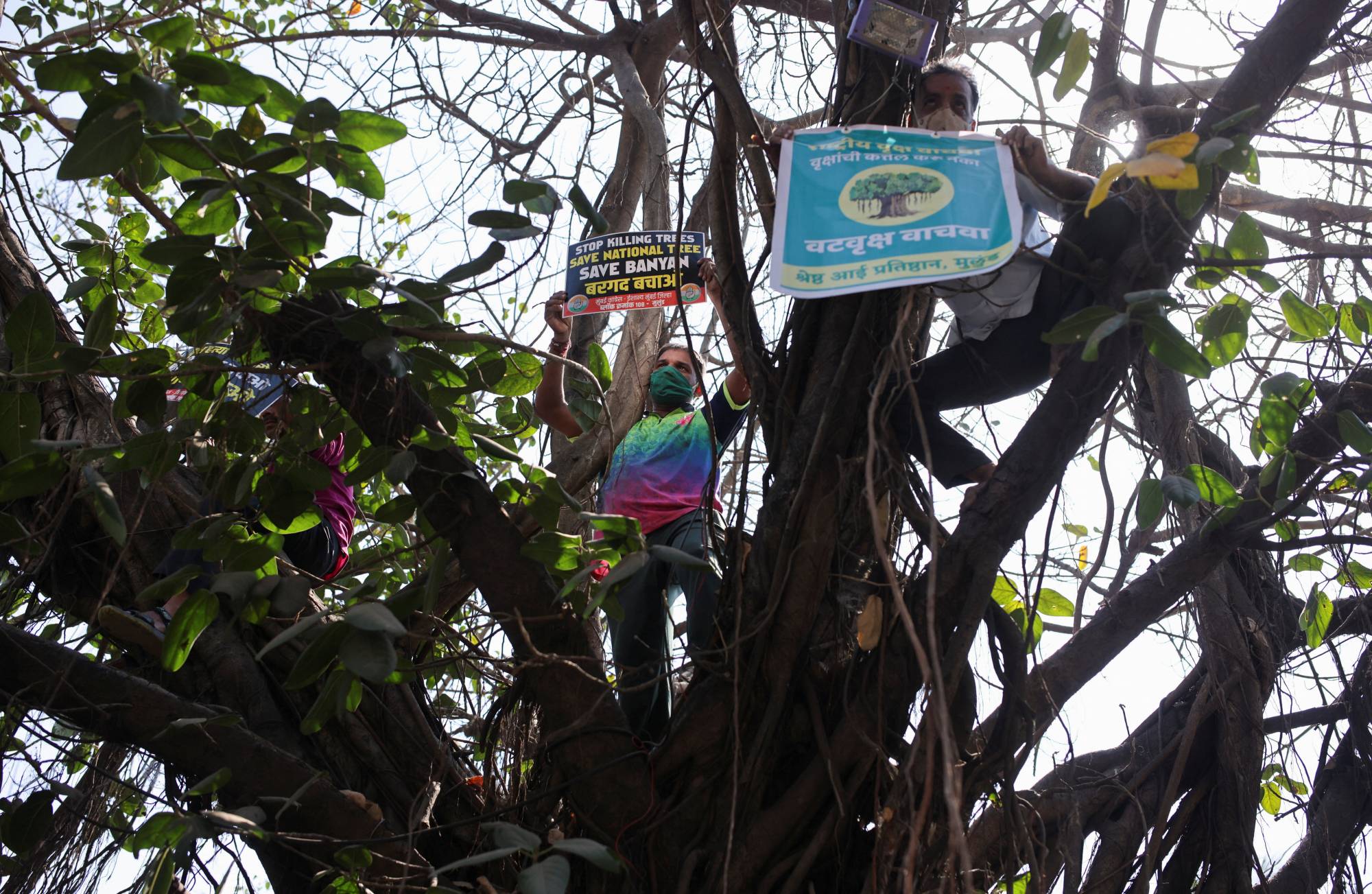 Activists hold placards as they stand on the branches of a 300 years old banyan tree to protest against its cutting, in Mumbai on Thursday. | REUTERS