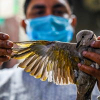 Junior veterinary doctor Rajkumar holding an injured bird whose feathers were burned by electric wires, at the Charity Birds Hospital in Gurugram, India, on Aug. 24. New Delhi is home to a magnificent array of predatory birds, but untold numbers are maimed each week by kite strings, cars and other grave encounters with human activity.  | AFP-JIJI