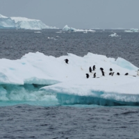 Penguins are seen on an iceberg on the northern side of the Antarctic Peninsula in January | REUTERS 