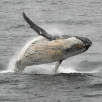 A humpback whale leaps out of the the waters off the coast of the western Antarctic peninsula. | AFP-JIJI
