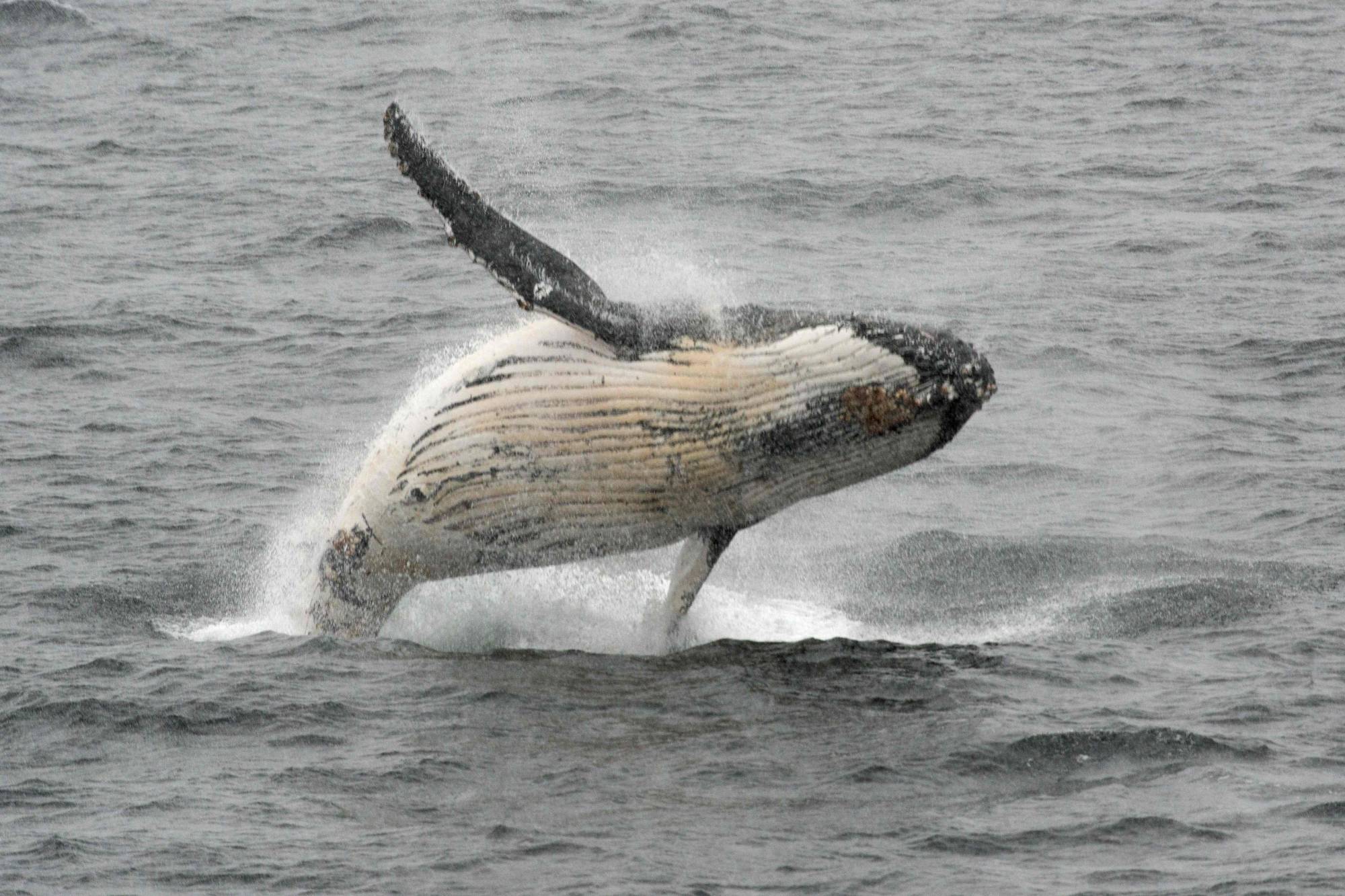 A humpback whale leaps out of the the waters off the coast of the western Antarctic peninsula. | AFP-JIJI