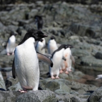 Penguins also struggle from heavy fishing in their habitat as studies describe them having to swim for longer periods in search of food for their chicks. | REUTERS