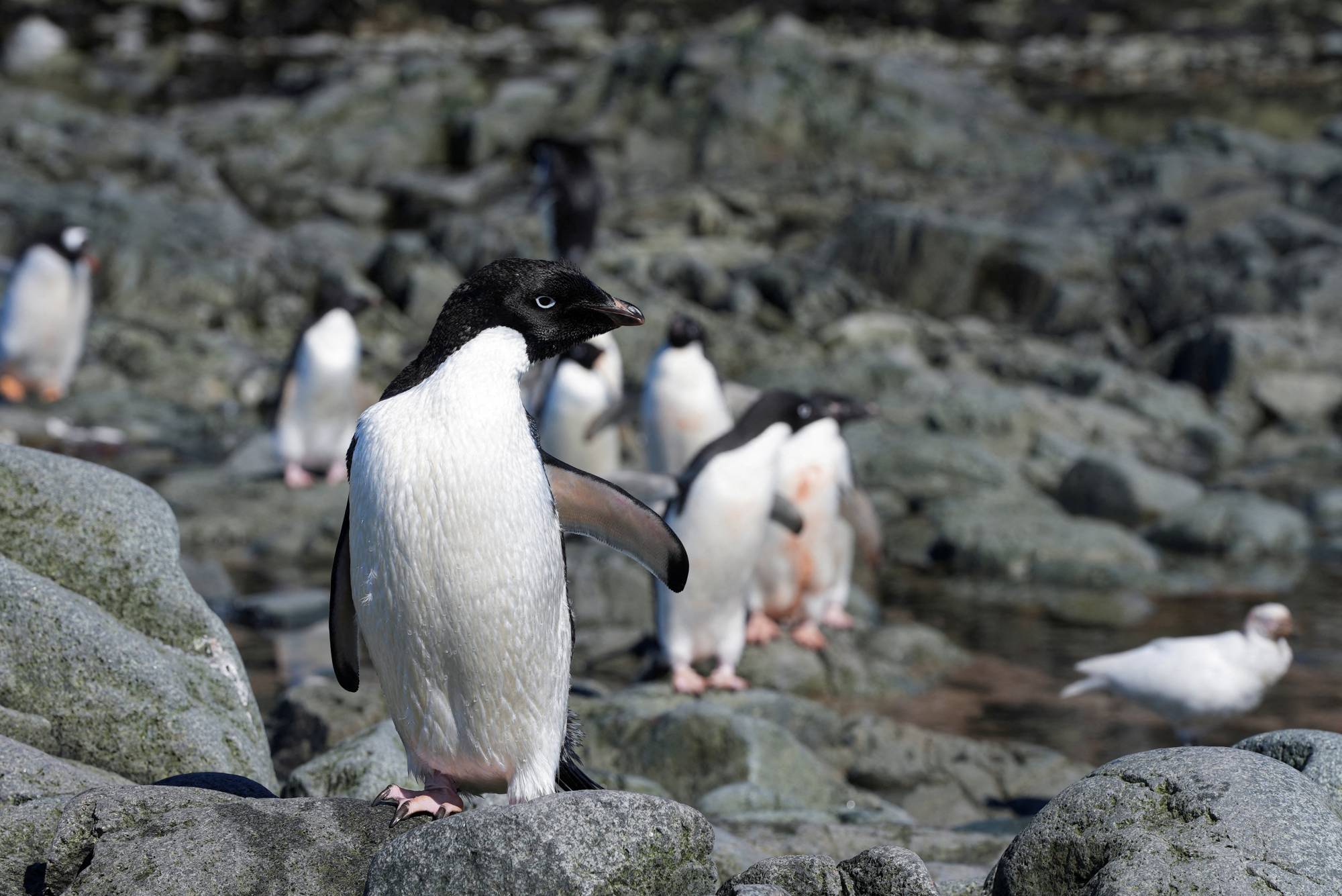 Penguins also struggle from heavy fishing in their habitat as studies describe them having to swim for longer periods in search of food for their chicks. | REUTERS