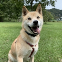 Valiant the dog knows a few tricks and loves getting brushed. | KANA MATSUTANI

