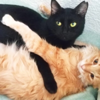 These two can\'t get enough of each other, seeing their friendship is sure to lift any spirit. | NAOKO FUJIKAWA
