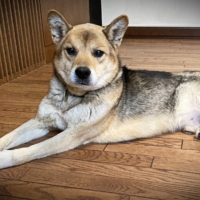 Once skin and bones, Safe the dog has put on weight and is happier for it. | NORIKO TORII
