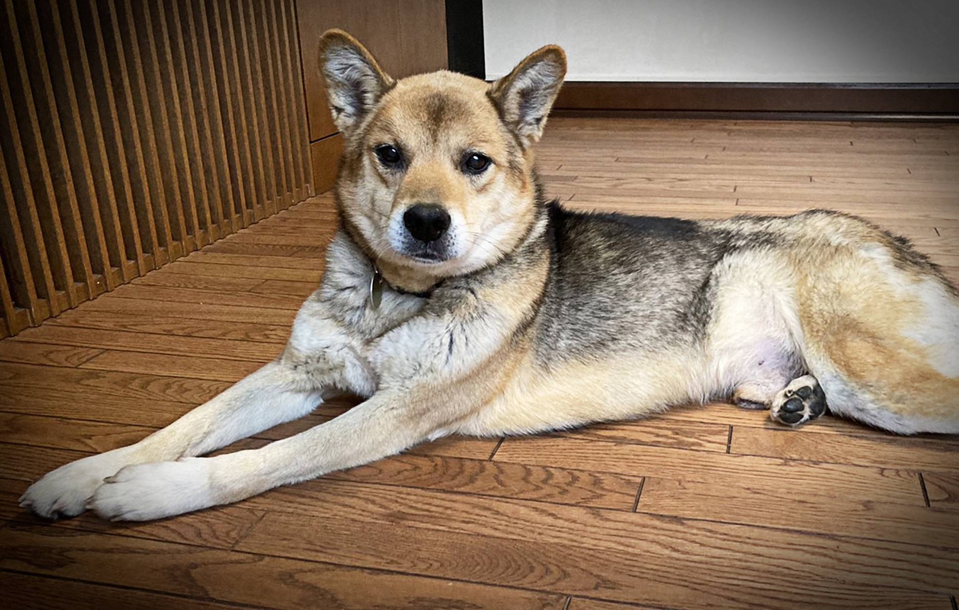 Once skin and bones, Safe the dog has put on weight and is happier for it. | NORIKO TORII