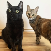 Black cat Pina is the shy one in this pair, but Mimosa can get her out of her shell. | MAMI SAKATANI
