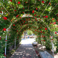 A pergola with roses in full bloom at Rose Park | FUKUYAMA CITY