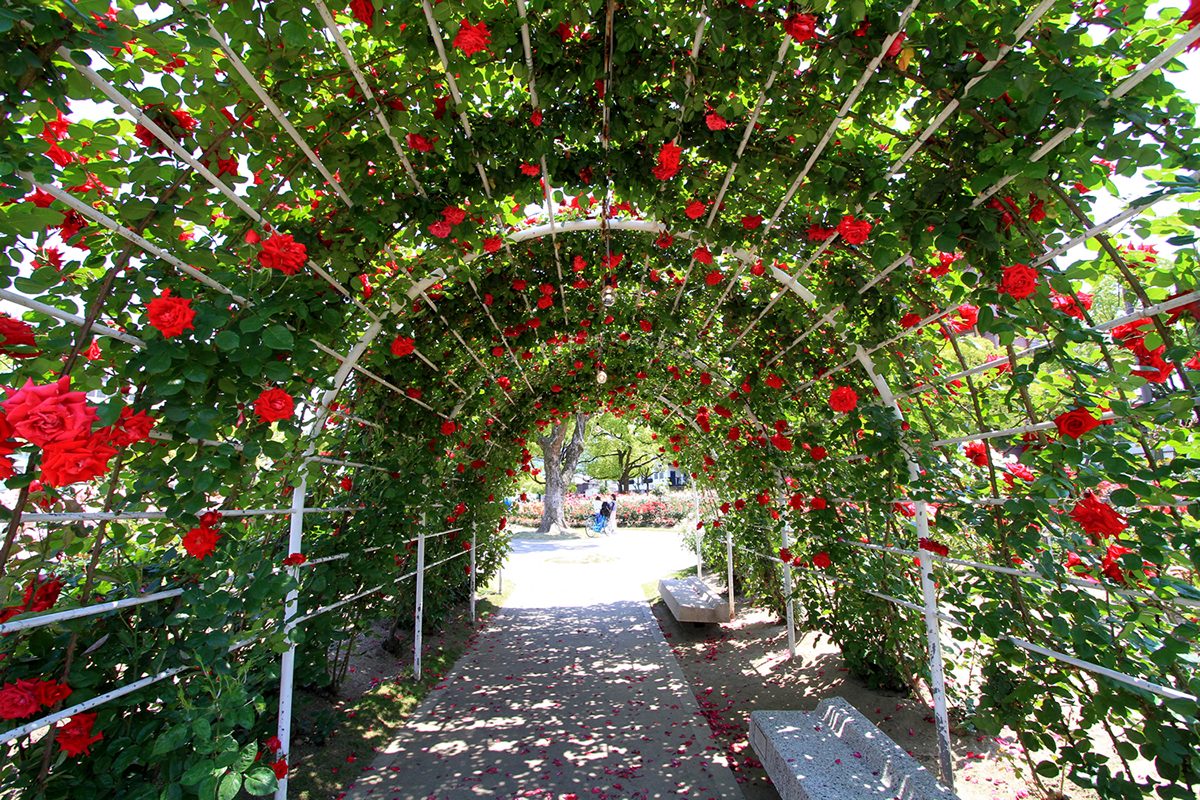 A pergola with roses in full bloom at Rose Park | FUKUYAMA CITY