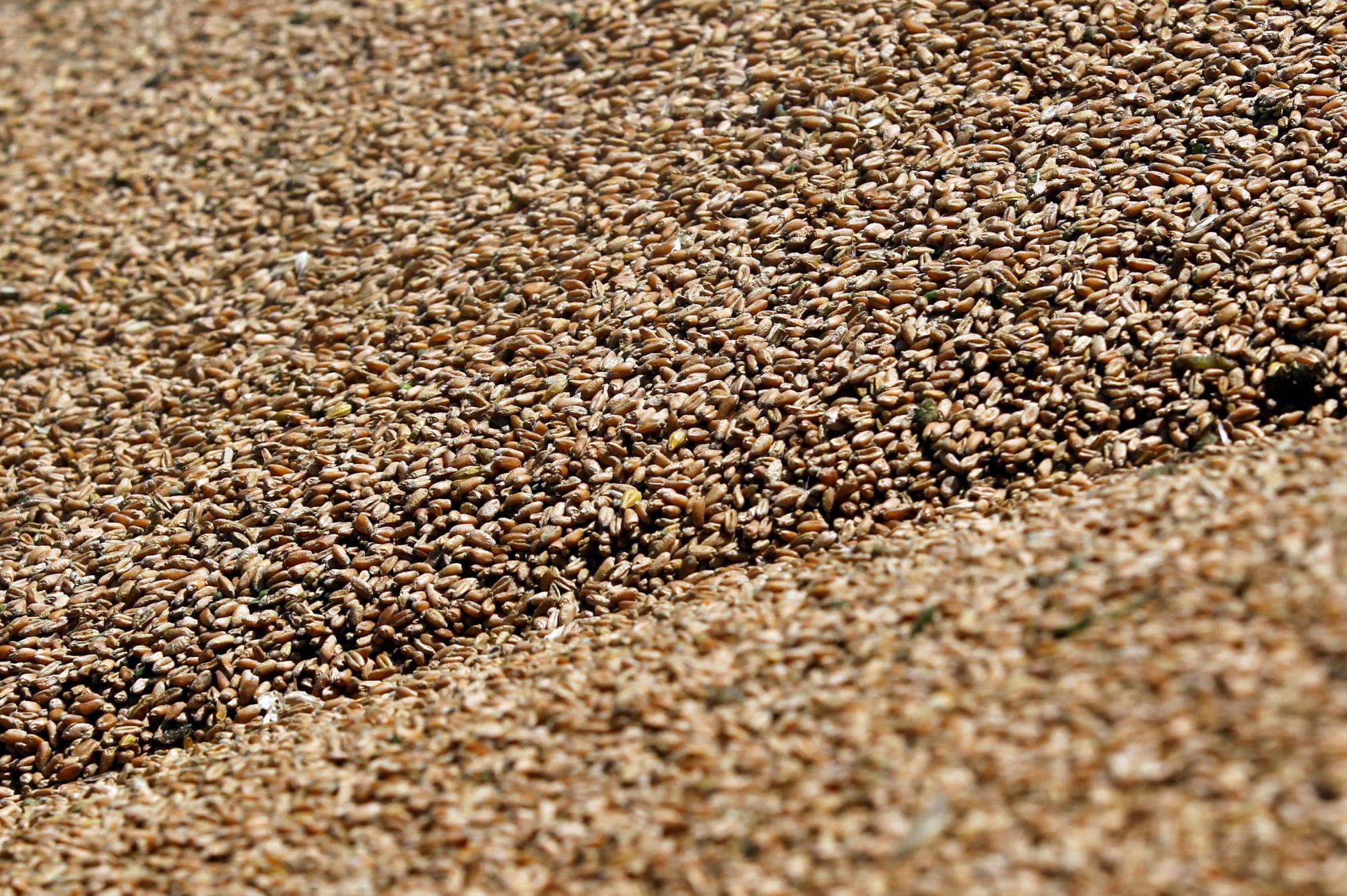 Russia’s invasion of Ukraine could devastate global grain markets so deeply that it’s likely to be the biggest supply shock in living memory. | REUTERS