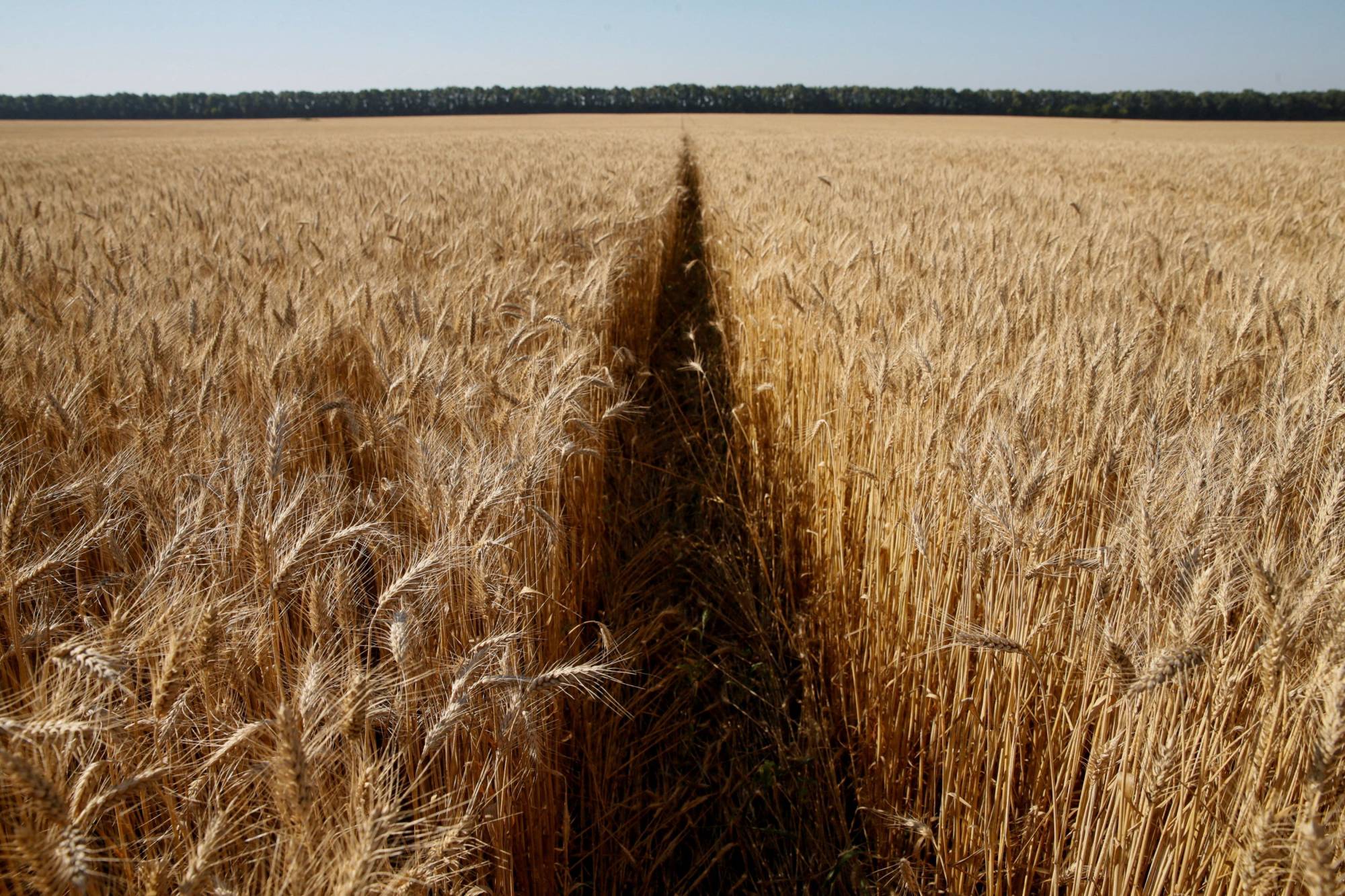 Wheat futures have risen by about 40% so far this year, driving up food prices and contributing to a broader global inflation surge as economies recover from the coronavirus crisis. | Reuters 