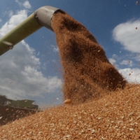 A combine harvester loads a truck with wheat near the village of Hrebeni in the Kyiv region in 2020. There are concerns the crisis may prevent farmers in Russia and Ukraine from planting grain crops this spring. | REUTERS 