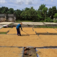 A farmer dries rice on a farm in Bantul, Indonesia on Sunday. | AFP-JIJI