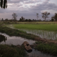 Rice fields near a village in Siem Reap province, Cambodia, home to the family of Ma Simet’s wife, Jan. 19. | NADIA SHIRA COHEN / THE NEW YORK TIMES