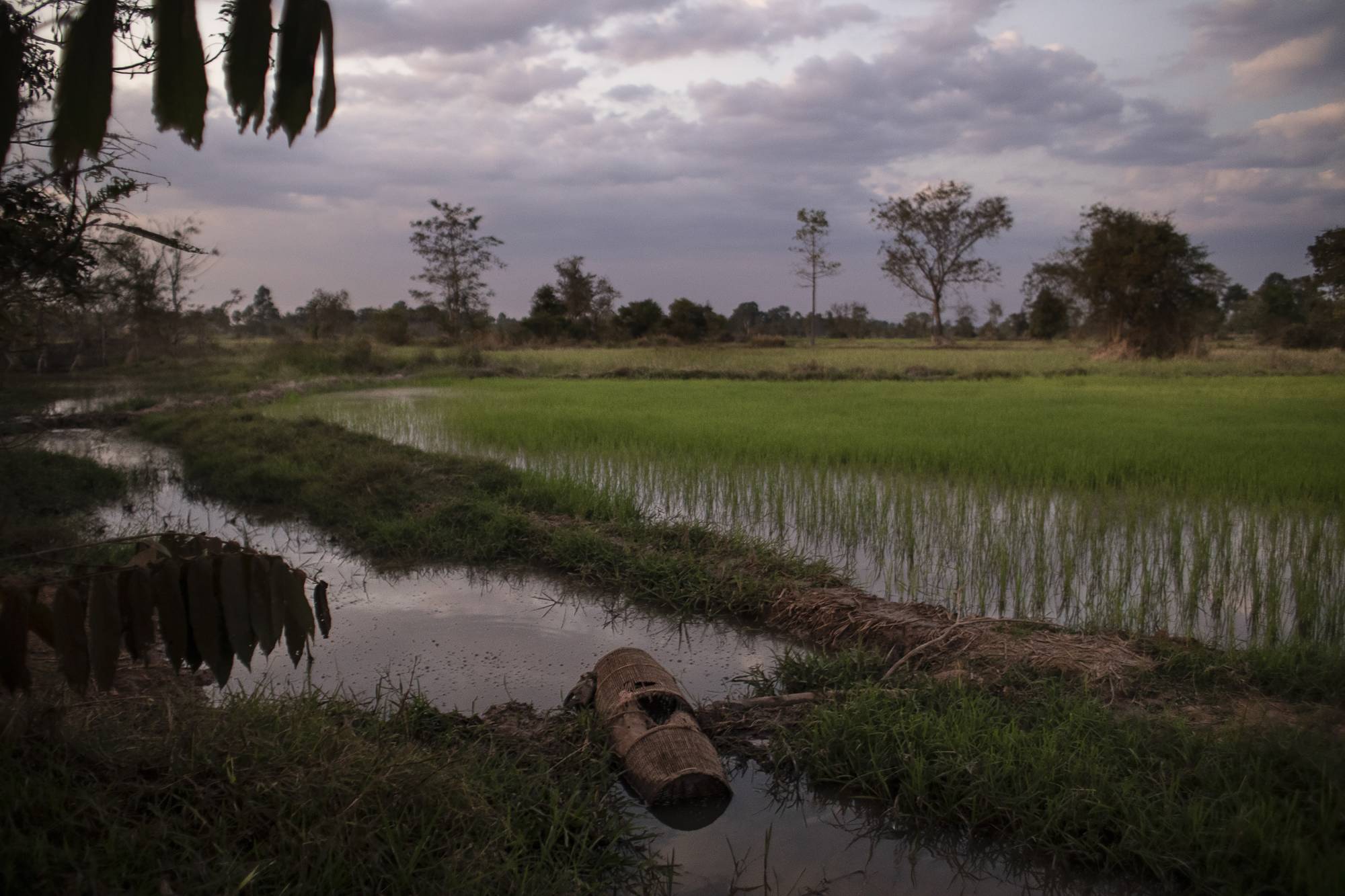 Rice fields near a village in Siem Reap province, Cambodia, home to the family of Ma Simet’s wife, Jan. 19. | Nadia Shira Cohen / The New York Times
