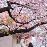 A woman takes pictures of cherry blossoms at Ueno Park in Tokyo on Monday. | AFP-JIJI