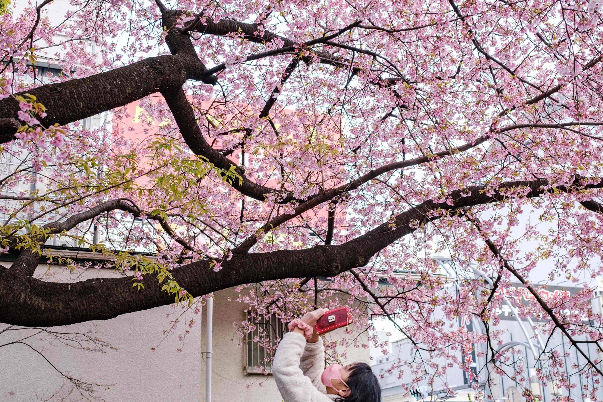A woman takes pictures of cherry blossoms at Ueno Park in Tokyo on Monday. | AFP-JIJI