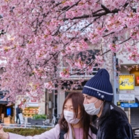 People take pictures of cherry blossoms at Ueno Park in Tokyo on Monday. | AFP-JIJI