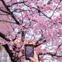 A visitor takes a video of cherry blossoms at Ueno Park in Tokyo on Monday. | AFP-JIJI