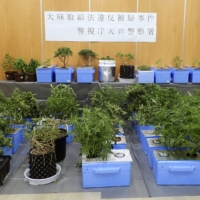 A record 5,482 people were involved in cannabis cases in Japan last year with abuse of the drug seen mostly among young people. | METROPOLITAN POLICE DEPARTMENT / VIA KYODO 
