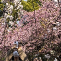 Cherry blossoms reached full bloom on Sunday in Tokyo, as well as Fukuoka Prefecture, the Meteorological Agency said. | AFP-JIJI