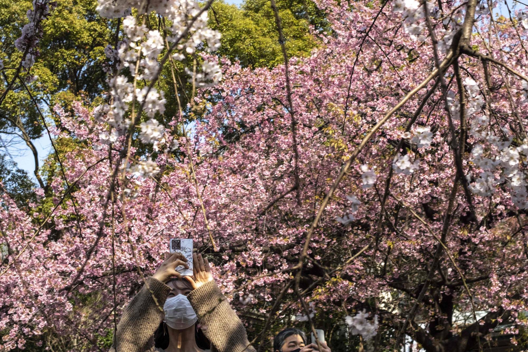 Cherry blossoms in full bloom in Tokyo and Fukuoka - The Japan Times