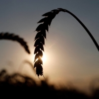 The increase in the price for wheat the Japanese government sells to private milling companies is the highest in nearly 14 years and 50% higher than 2020. | REUTERS