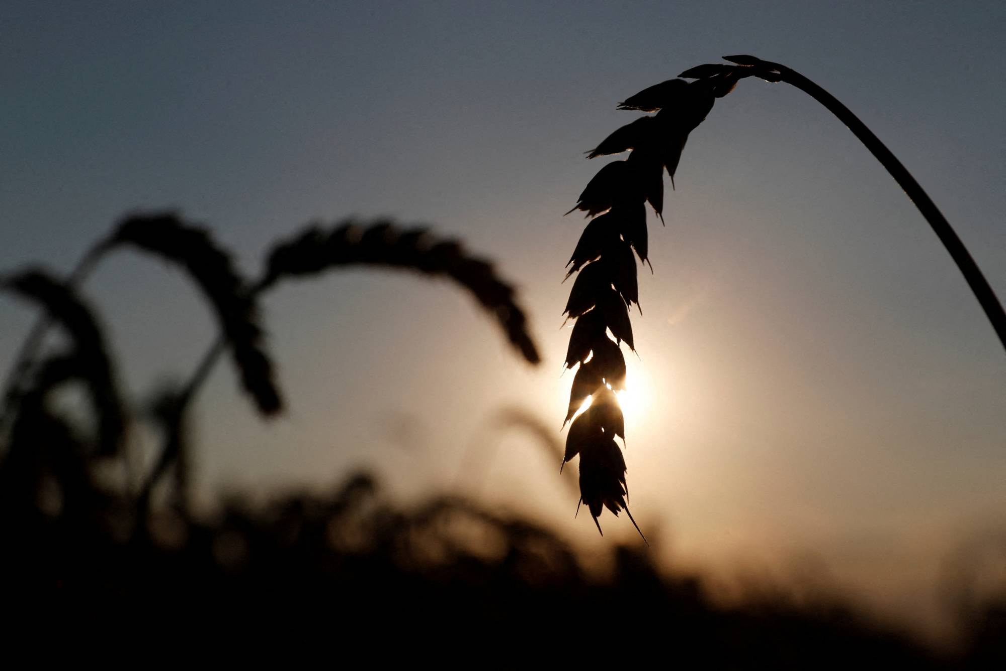 The increase in the price for wheat the Japanese government sells to private milling companies is the highest in nearly 14 years and 50% higher than 2020. | REUTERS