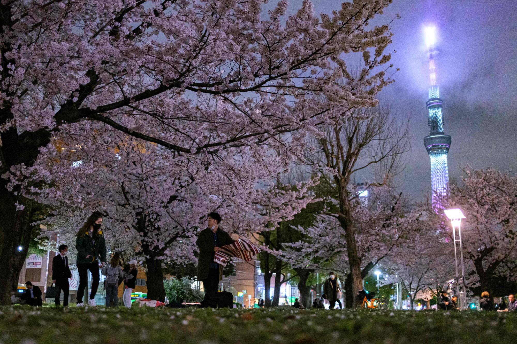 People gather for cherry-blossom viewing as Tokyo Skytree shines in the background at Kinshi Park in Tokyo's of Sumida Ward on Wednesday. | AFP-JIJI