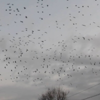 A still captured from a video taken by CrowLab shows a flock of crows reacting to sounds produced by the firm\'s loudspeakers.  | COURTESY OF CROWLAB
