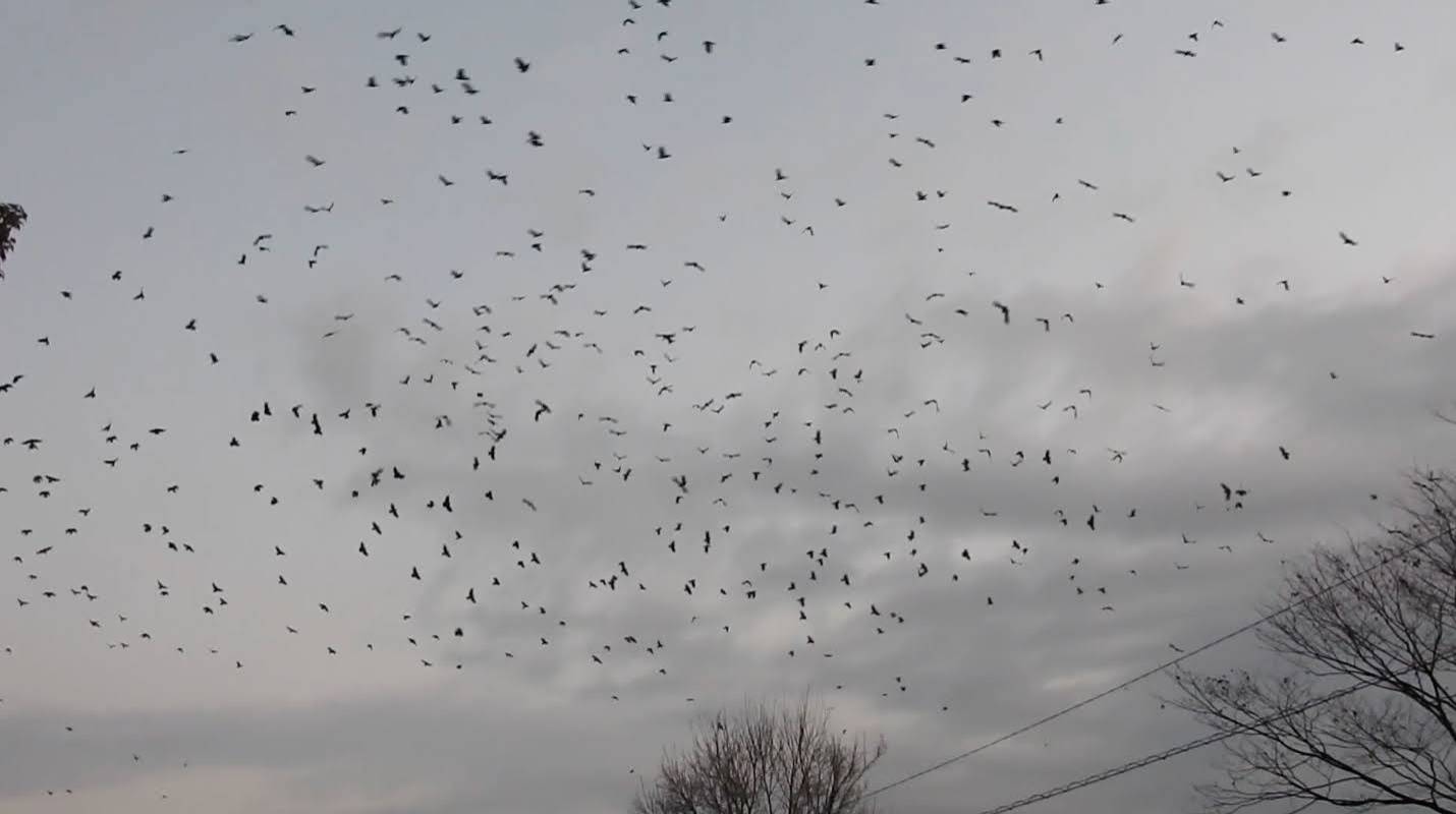 A still captured from a video taken by CrowLab shows a flock of crows reacting to sounds produced by the firm's loudspeakers. | Courtesy of CrowLab 