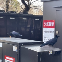 A crow feasts on strands of fried noodles at Tokyo\'s Ueno Park.  | ALEX K.T. MARTIN
