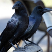 Koichi Karasawa of the Urban Bird Society of Japan says crows are a barometer measuring Japanese society. | REUTERS