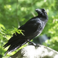 In 2020, Tokyo authorities counted an estimated 11,000 crows at around 40 locations in the city, less than a third of its peak population in 2001. | GETTY IMAGES