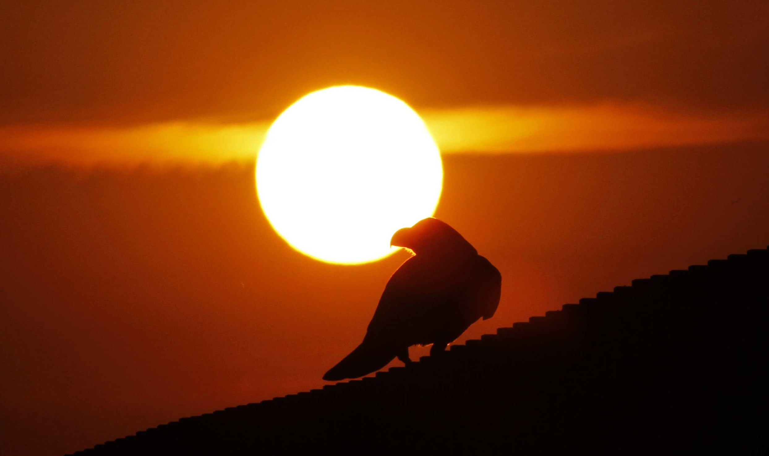 According to Japanese superstition, a crow's caw forebodes misfortune. | REUTERS