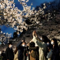 Cherry blossoms at Ueno Park in Tokyo on March 30. As the weather gets warmer, it becomes easier for people and businesses to ventilate indoor spaces, which would help reduce infections.  | REUTERS